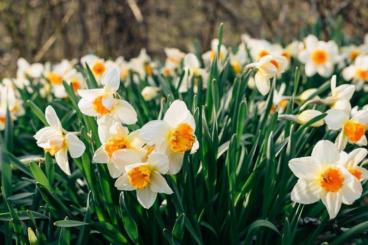 Нарцис - Найневибагливіші квіти для дачі