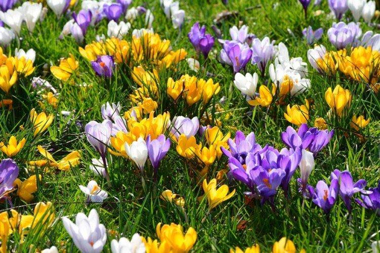 Крокуси - Багаторічні квіти для дачі