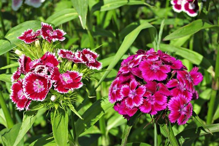 Турецька гвоздика - Найневибагливіші квіти для дачі