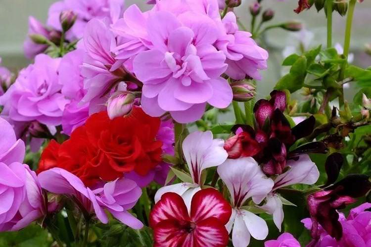 Герань - Найневибагливіші квіти для дачі