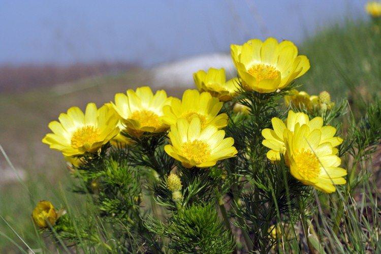 Адоніс - Багаторічні квіти для дачі
