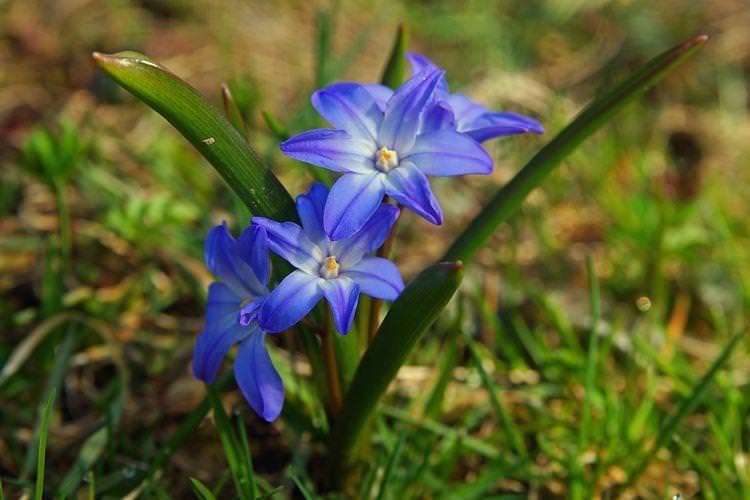 Хіонодокс - Найневибагливіші квіти для дачі