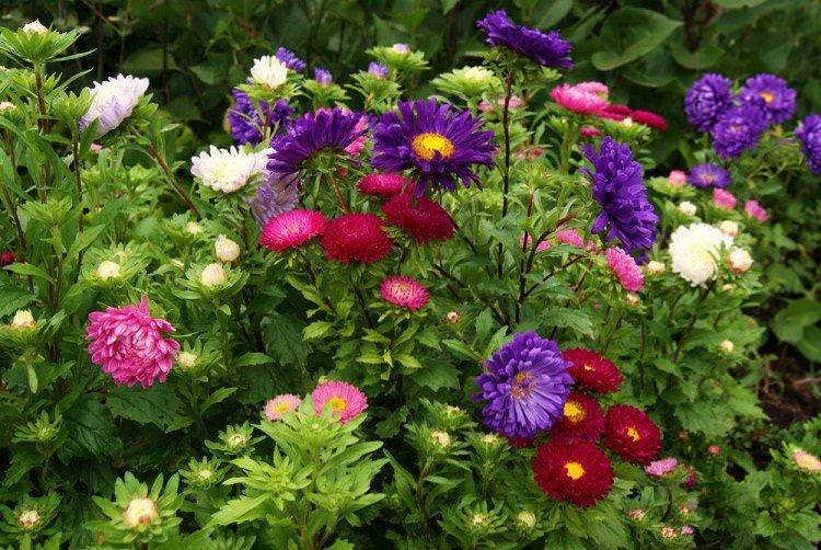 Айстри - Багаторічні квіти для дачі