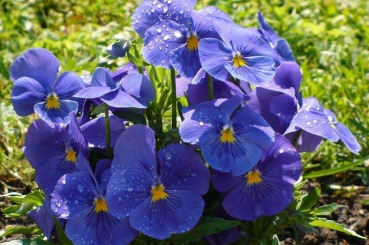 Фіалки - Багаторічні квіти для дачі