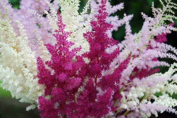 Астильба - Багаторічні квіти для дачі