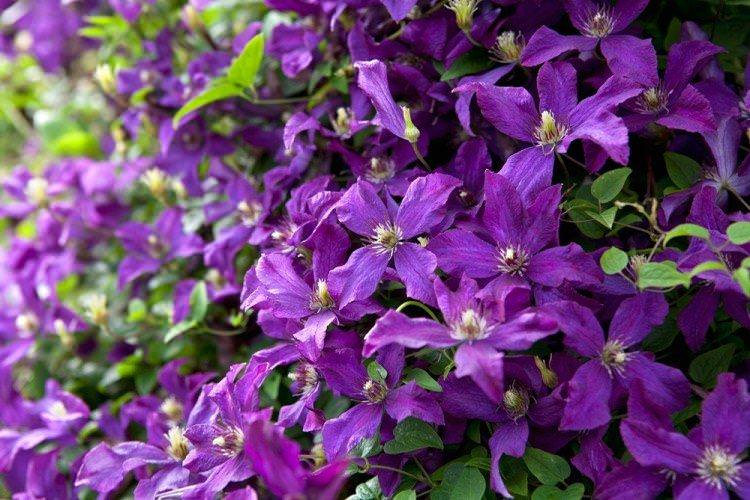 Клематис - Багаторічні квіти для дачі