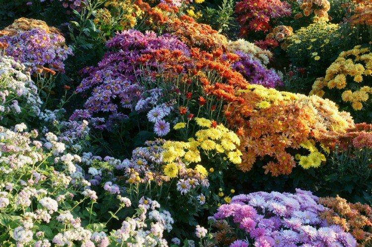 Хризантеми - Багаторічні квіти для дач