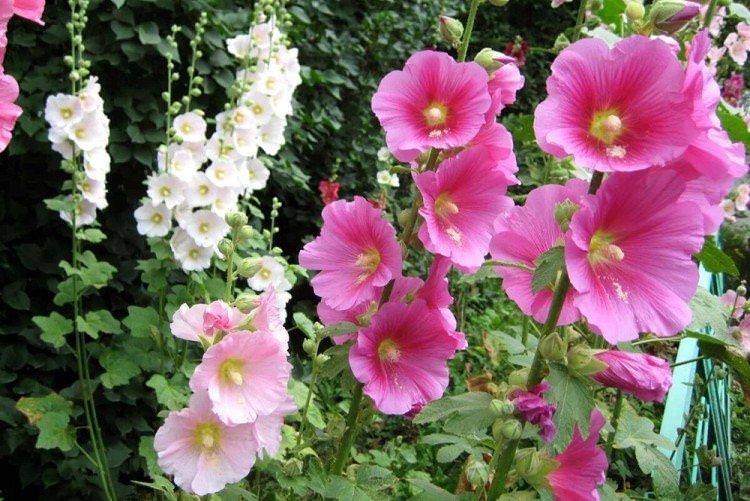 Мальви - Багаторічні квіти для дач