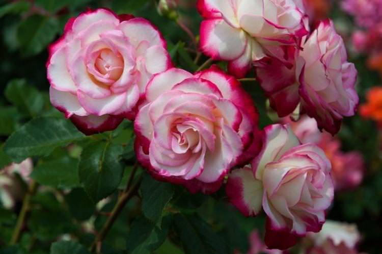 Роза флорибунда Jubile du Prince de Monaco - найкращі сорти для Підмосков'я