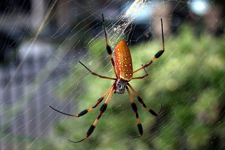 Кругопряд-нефіл - Найбільші павуки у світі
