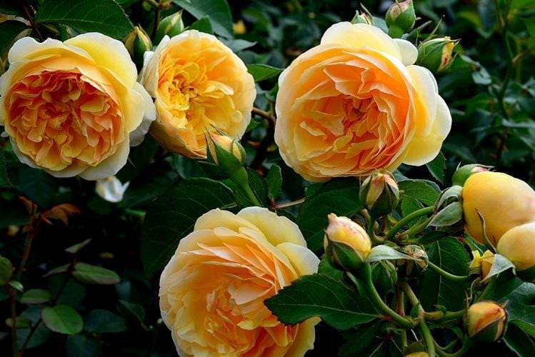 Роза флорибунда Graham Thomas - найкращі сорти для Підмосков'я