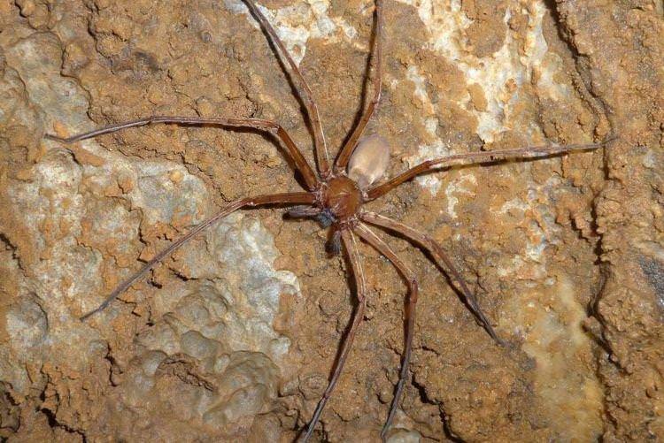 Гетеропода Максима - Найбільші павуки у світі