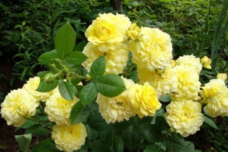 Роза флорибунда Anny Duperey - найкращі сорти для Підмосков'я