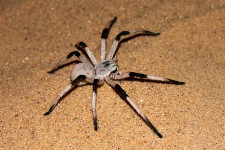 Цербал арабський - Найбільші павуки у світі