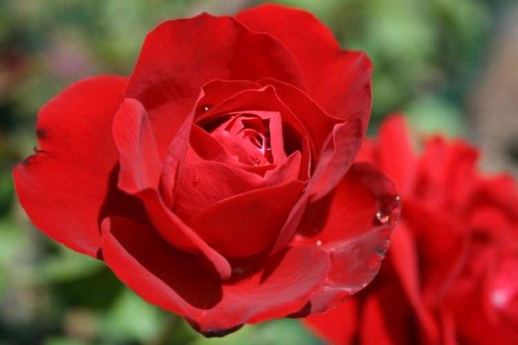Роза флорибунда Lilli Marleen - найкращі сорти для Підмосков'я