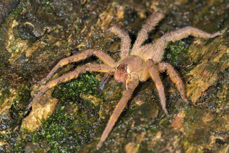 Бразильський мандрівний павук - Найбільші павуки у світі