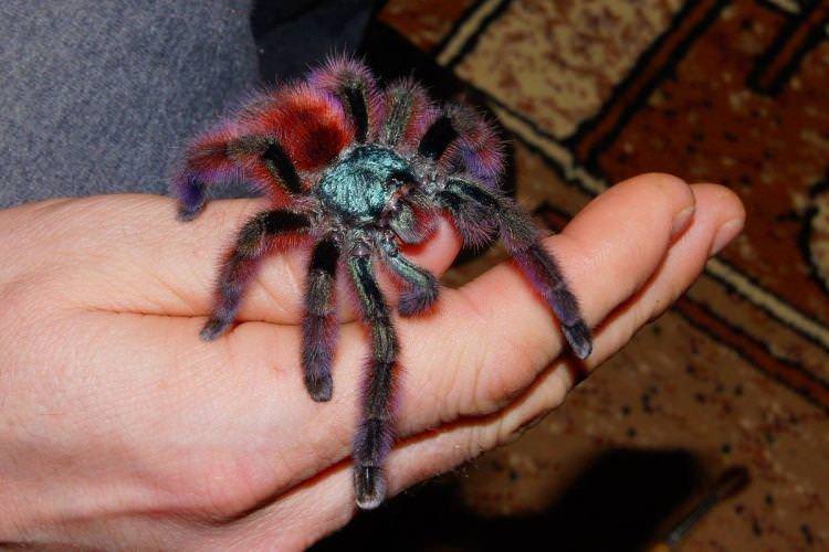 Фіолетовий птахоїд - Найбільші павуки у світі
