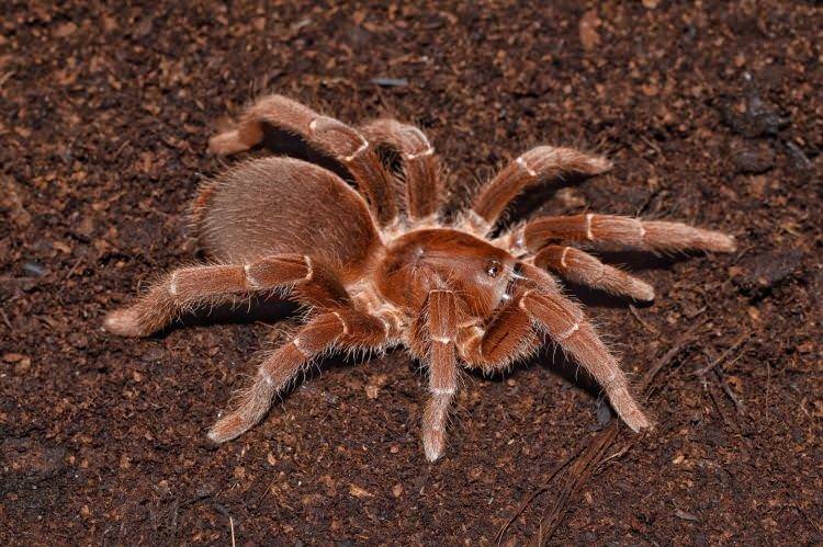 Гігантський бабуїновий павук - Найбільші павуки у світі