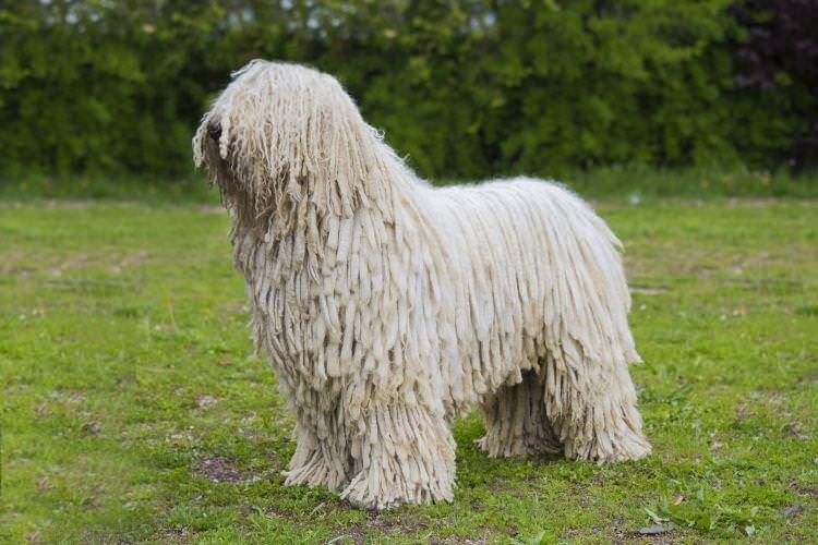 Комондор - Найбільші собаки у світі