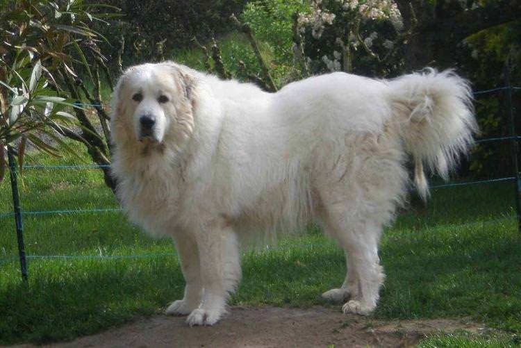 Піренейський гірський собака - Найбільші собаки у світі