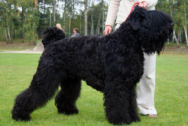 Російський чорний тер'єр - Найбільші собаки у світі
