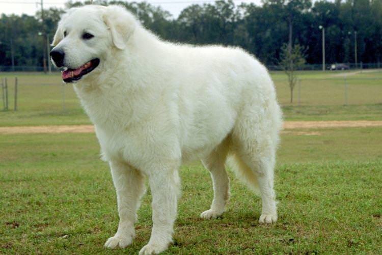 Кувас - Найбільші собаки у світі