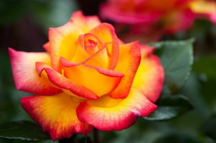 Роза флорибунда Sheila's Perfume - найкращі сорти для Підмосков'я
