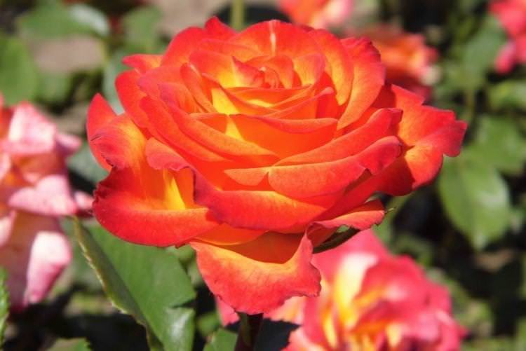 Роза флорибунда Circus - найкращі сорти для Підмосков'я