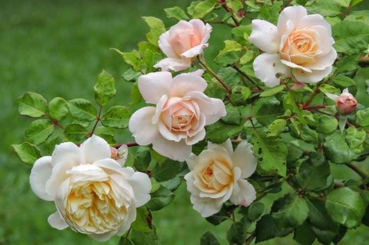 Роза флорибунда Crocus Rose - найкращі сорти для Підмосков'я