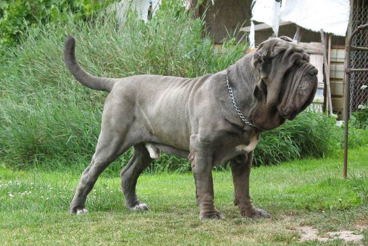 Неаполітанський мастиф - Найбільші собаки у світі
