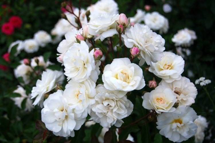 Роза флорибунда Schneewittchen - найкращі сорти для Підмосков'я