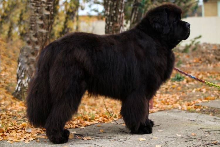 Ньюфаундленд - Найбільші собаки у світі