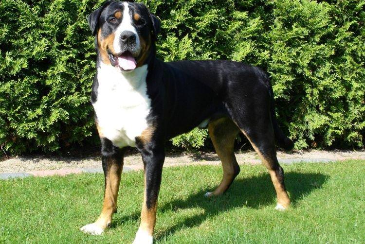 Великий швейцарський зенненхунд - Найбільші собаки у світі
