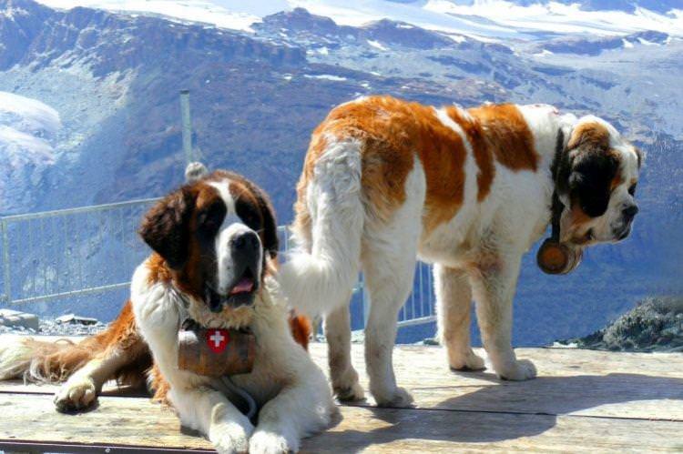 Сенбернар - Найбільші собаки у світі