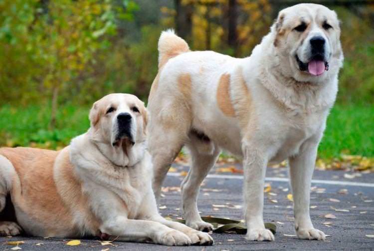 Середньоазіатська вівчарка - Найбільші собаки у світі