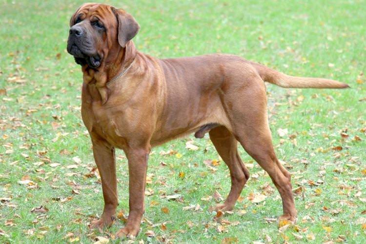 Тоса-Іну - Найбільші собаки у світі