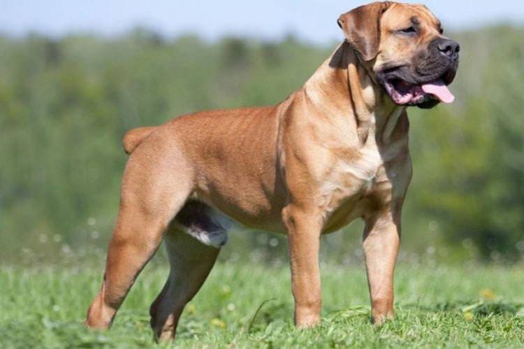 Бурбуль - Найбільші собаки у світі