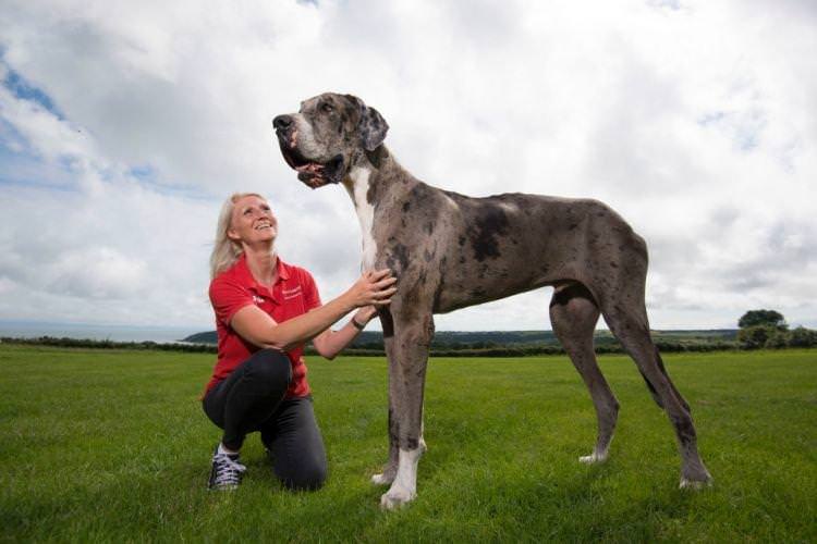 Німецький дог - Найбільші собаки у світі