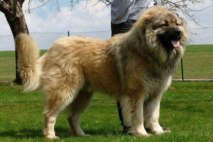 Кавказька вівчарка - Найбільші собаки у світі