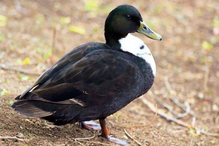 Чорна білогруда - М'ясні породи качок