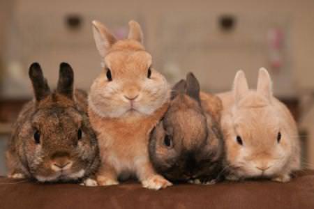 Породи кроликів: назви та фото (каталог)