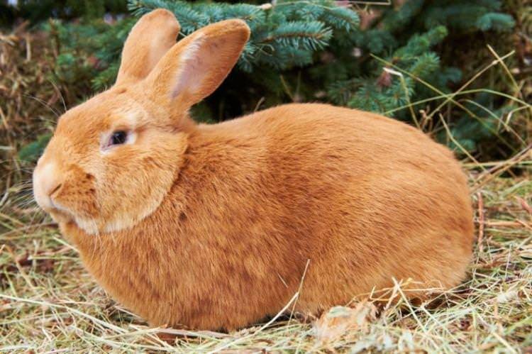 Бургундський - М'ясні породи кроликів