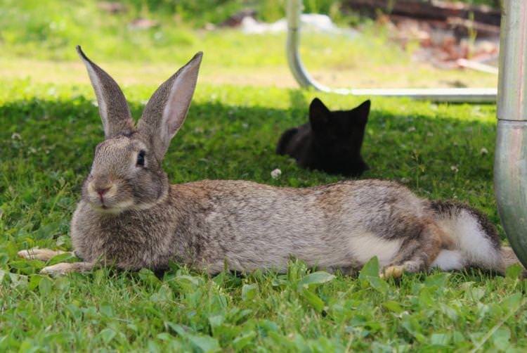 Сірий велетень - М'ясні породи кроликів