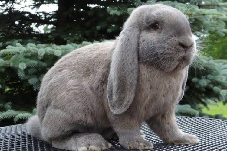 Баран - М'ясні породи кроликів