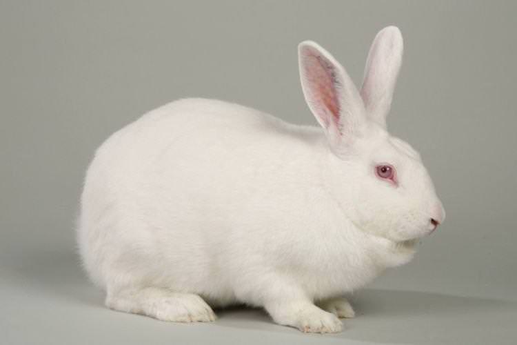 Хіколь - М'ясні породи кроликів