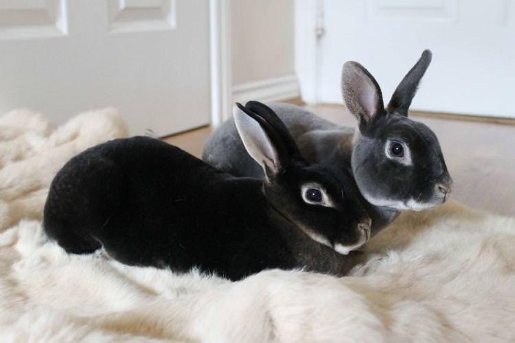 Рекс - Хутряні породи кроликів