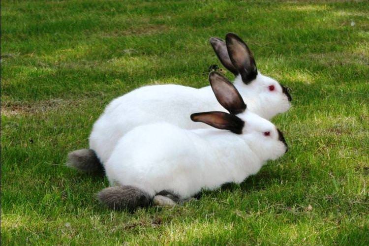 Горностаєвий - Хутряні породи кроликів