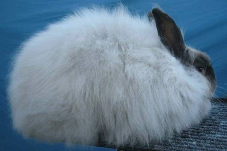 Французька ангорська - Пухові породи кроликів