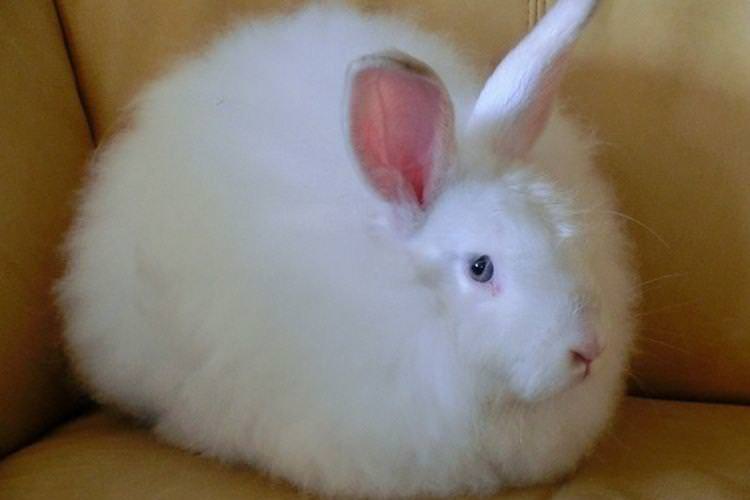 Білий пуховий - Пухові породи кроликів