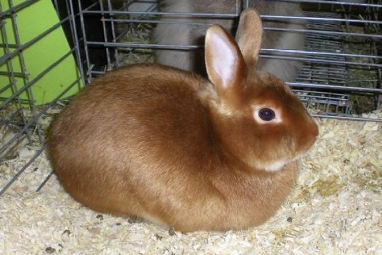 Сатинові - Пухові породи кроликів